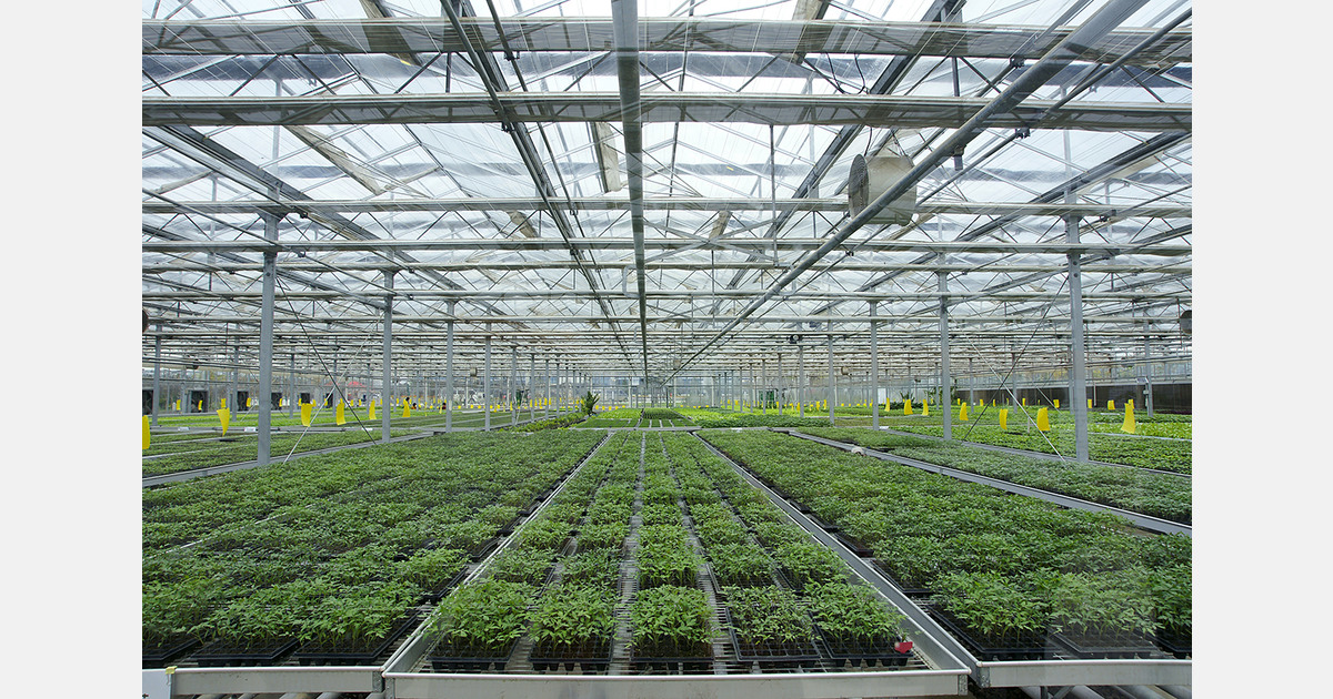 Uzbekistan to establish greenhouse economic zone in Surkhandarya region