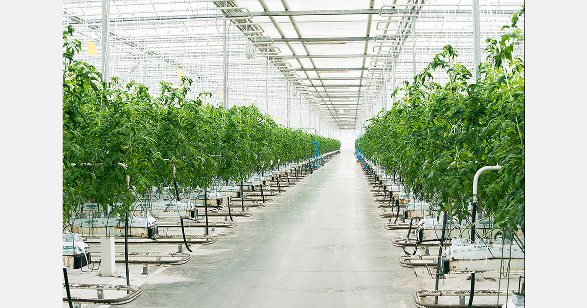 Mexico's substrate market faces major turbulence over coconut fiber tariff reclassification