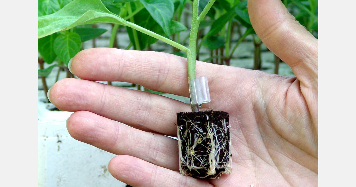 Tajikistan greenhouse produces vegetable seedlings for retail and commercial growers