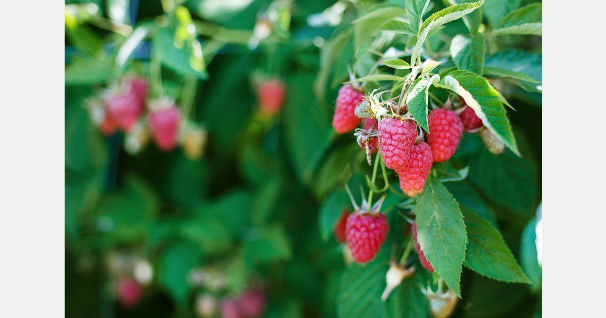 Washington raspberry growers challenge Mexican imports