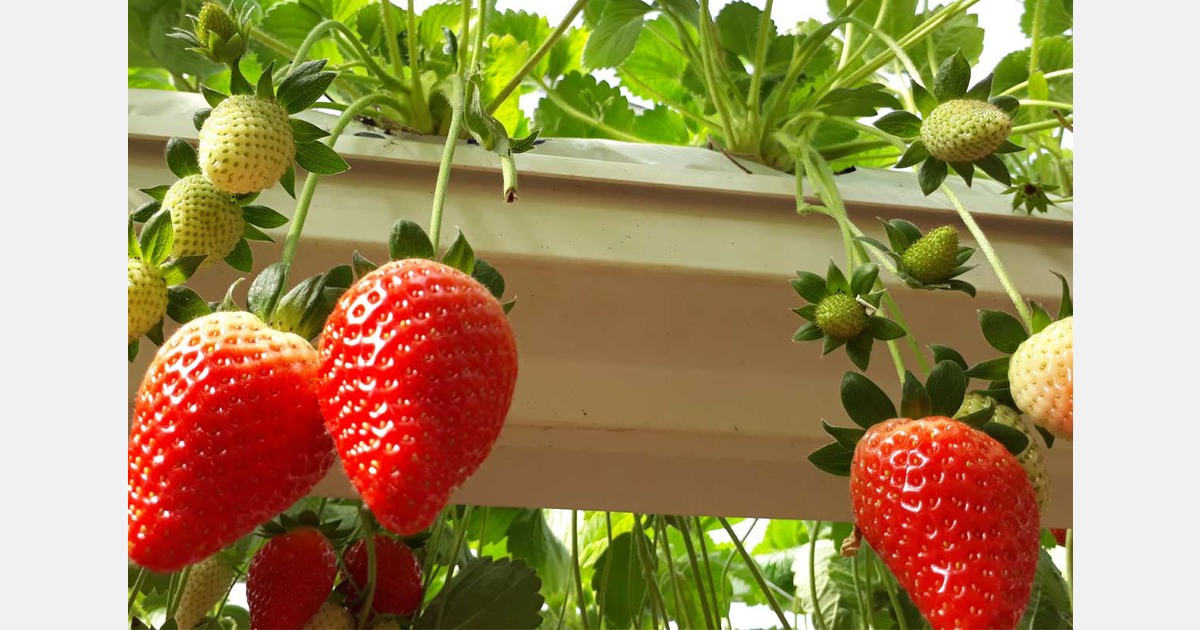 Uzbekistan launches smart greenhouse for Firmmit strawberry production