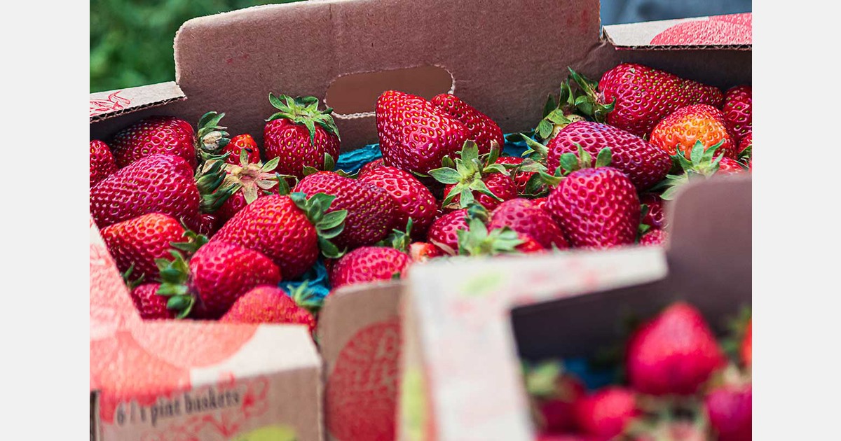 U.S. antidumping investigation into Mexican strawberries could reshape pricing and supply decisions
