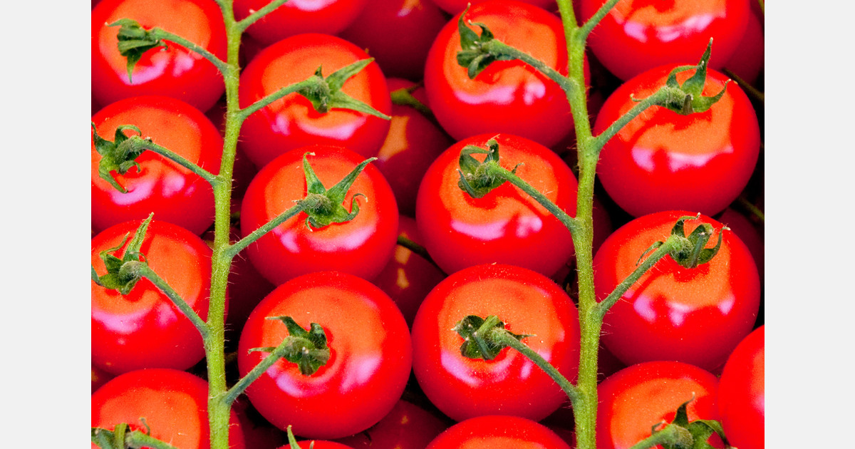 Ghanaian tomato supply exposed by reliance on Burkina Faso imports