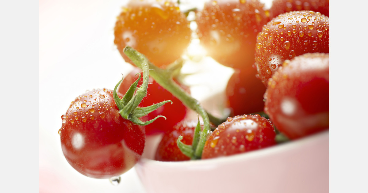 Importaciones de tomates portugueses a España casi se triplican entre 2021 y 2025, superando a Marruecos