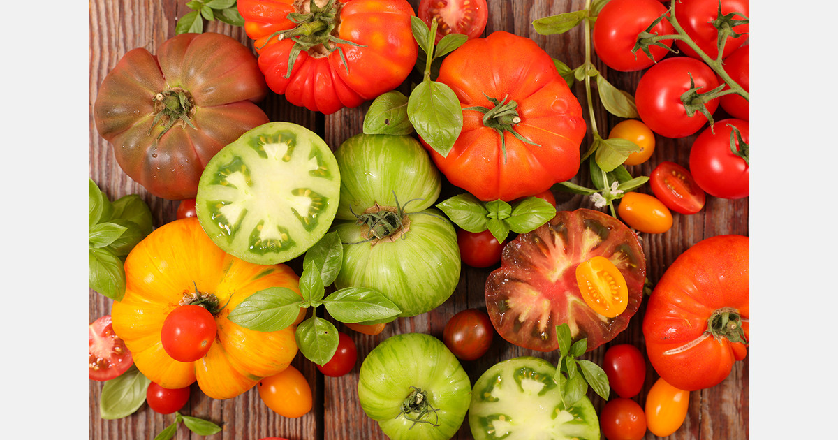 Spanish tomato exports have fallen by 35.16 in the last decade