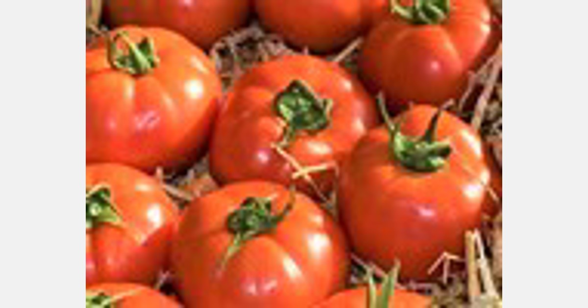Tomato grower tries innovative workaround after CO2 shortage cut production 20%