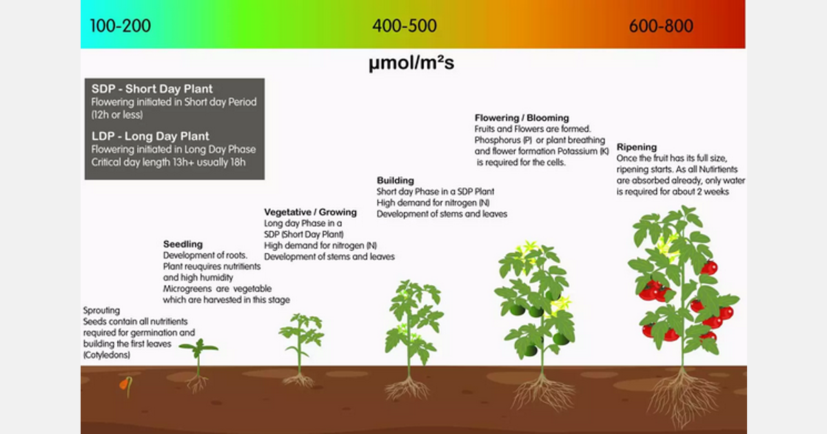 The right light intensity and illumination length for plants