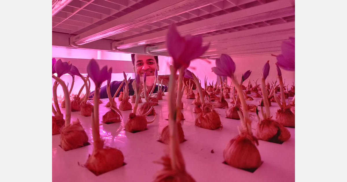 How to control the temperature of a saffron farm?