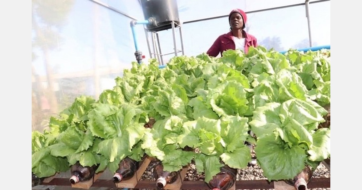 Zimbabwe growing lettuce in empty plastic bottles