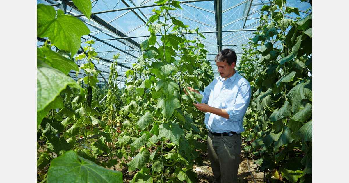 NZ: New trials set to make vegetable farming more productive and sustainable