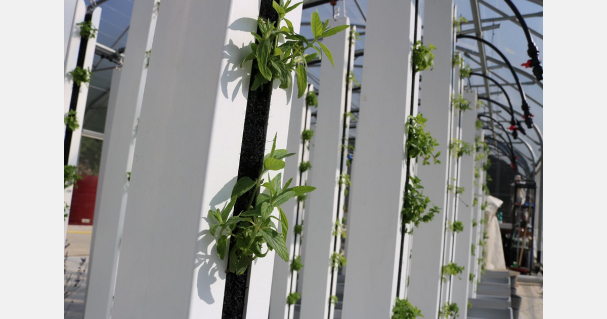 A construction manufacturer of greenhouses has created an alliance with an agtech and supplier of patented hydroponic farming systems. Sprung Structures' and ZipGrow's combined technologies…
