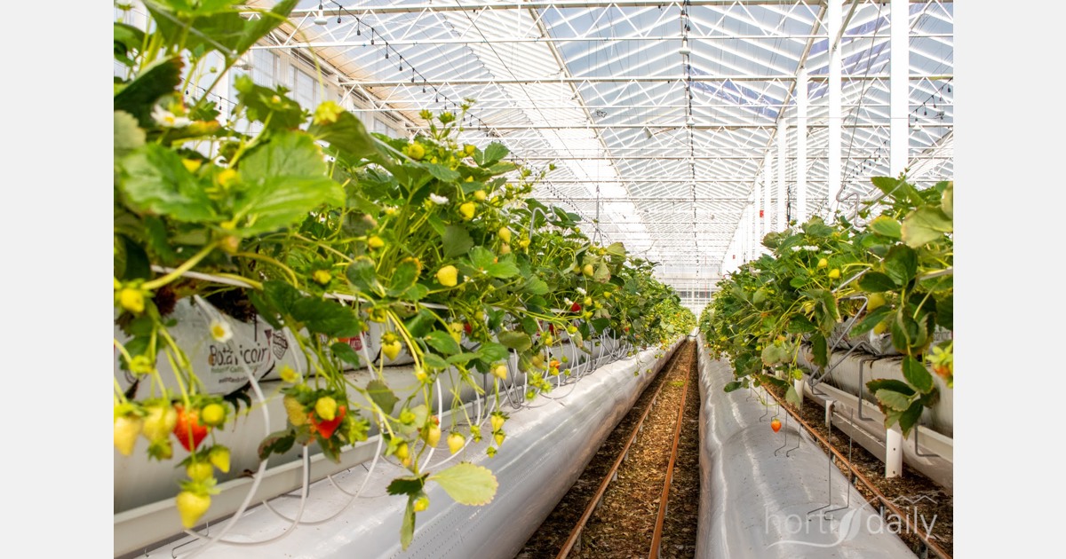 In che modo le funzionalità di controllo remoto fanno avanzare la ricerca sulla produttività delle colture