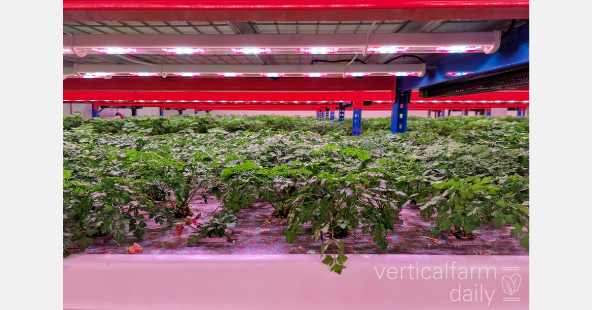 UK&rsquo;s leading crop research facility faces funding crisis