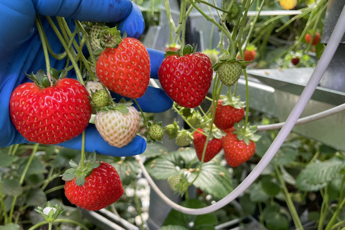 Strawberry test for mechanical pollination technology shipped.
