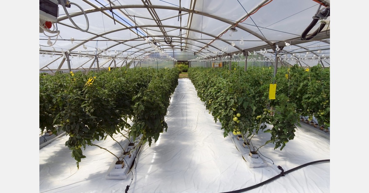 Using a reinforcement learning algorithm to aid greenhouse irrigation