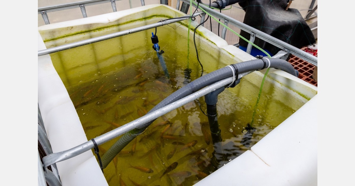Togo aquaponics startup turns to soilless farming to face climate risks