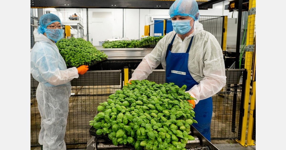 UK: Fischer Farms secures LEAF accreditation for Norwich vertical farm