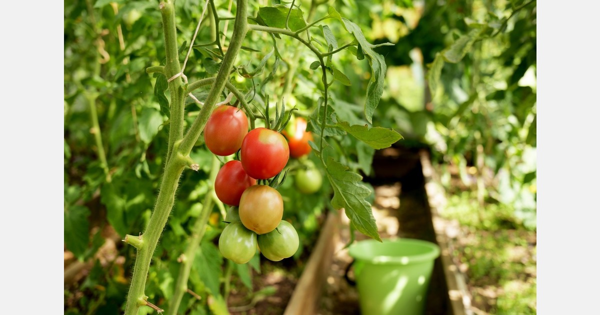 Brazil: Greenhouse crops record good yields in Northern Paraná