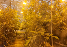 Ongoing avocado trials at NIBIO