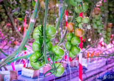 Michel and his team are growing beef tomatoes and cherry tomatoes 