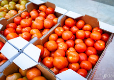 The tomatoes harvested are distributed to local stores in the areas
