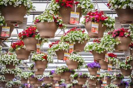 Easy access to hanging baskets with MTZ Basket System