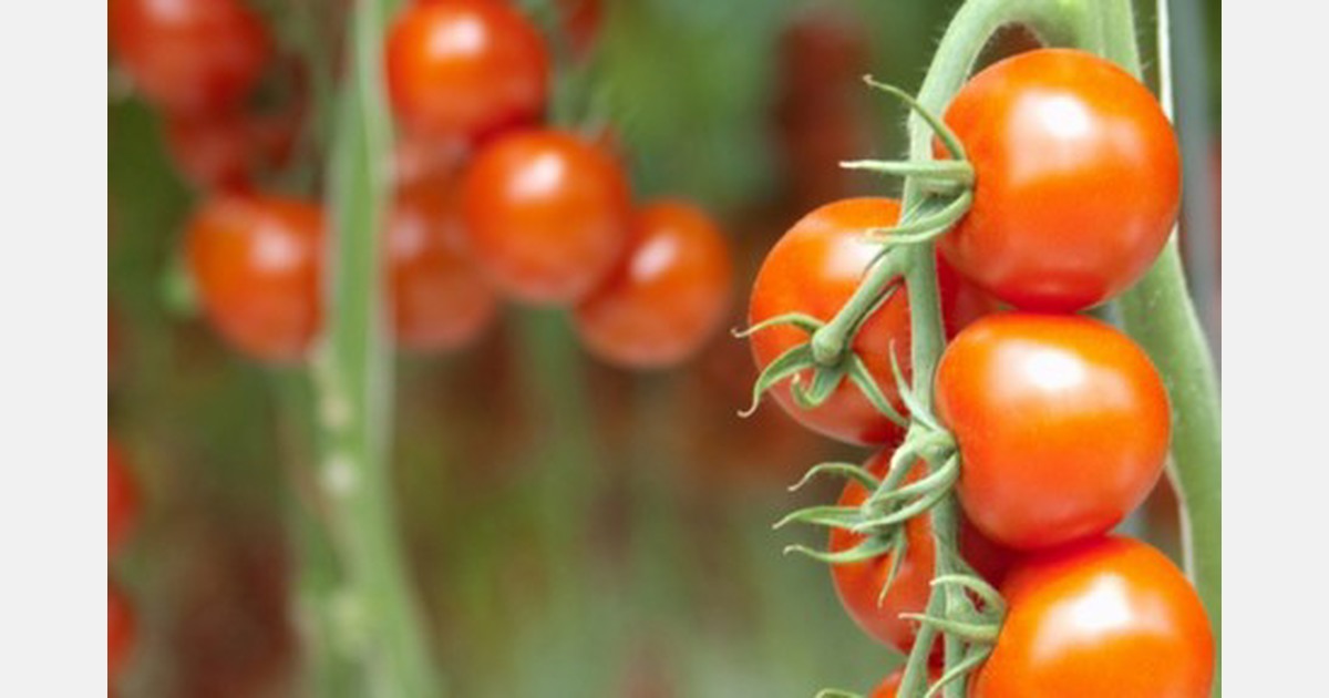 US Midwest Vegetable Production Guide updated for 2019