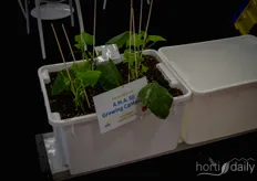 As long as there are enough litres of soil in a container, they can grow organically in the North American market. At A.M.A. Horticulture, they are happy to explain.