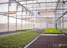 Seedlings are moved first to this facility 