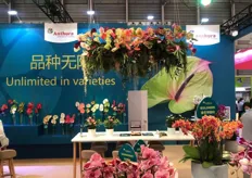 Display of Dutch Anthurium flower varieties, Anthurium and Phalaenopsis.