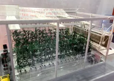 Kubo's greenhouse model