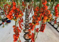 The Termolita substrates were demonstrated in the trial greenhouses as well