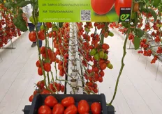Enza variety tomato Benedetti was one of the many Enza varieties shown in the greenhouses.