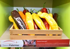Sweet Palermo peppers presented on the Rijk Zwaan stand.